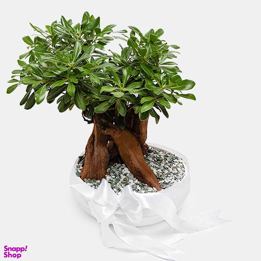 گلدان بونسای ارتفاع 50 سانتی متر