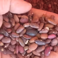 لوبیا آشی پنج کیلو رنگ تیره برای رفع کم خونی