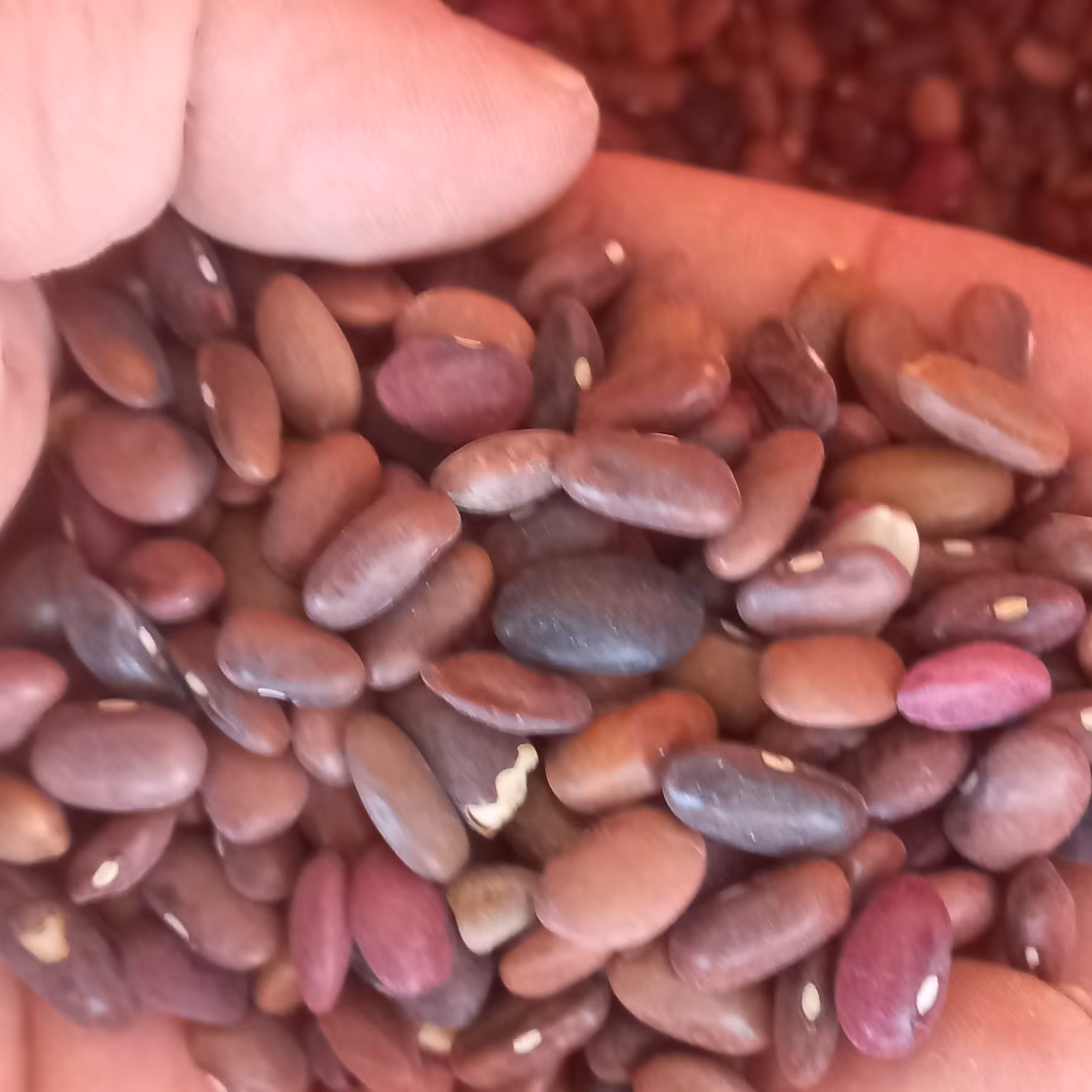 لوبیا آشی پنج کیلو رنگ تیره برای رفع کم خونی