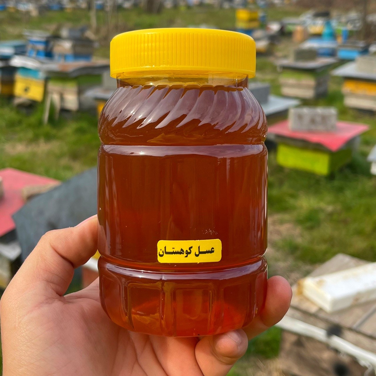 عسل کوهستان ساکارز زیر 1 درصد برداشت از دامنه پر گل کوه سبلان ( یک کیلویی )