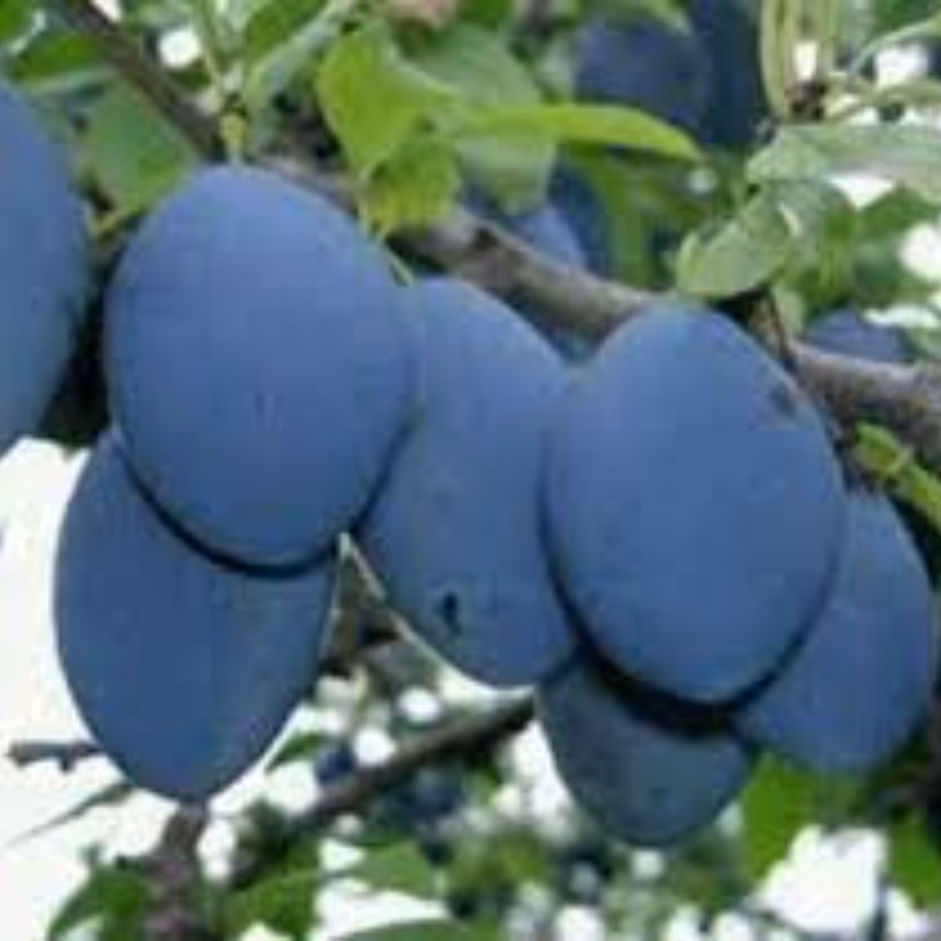 بذر آلو خرمایی 5 عددی