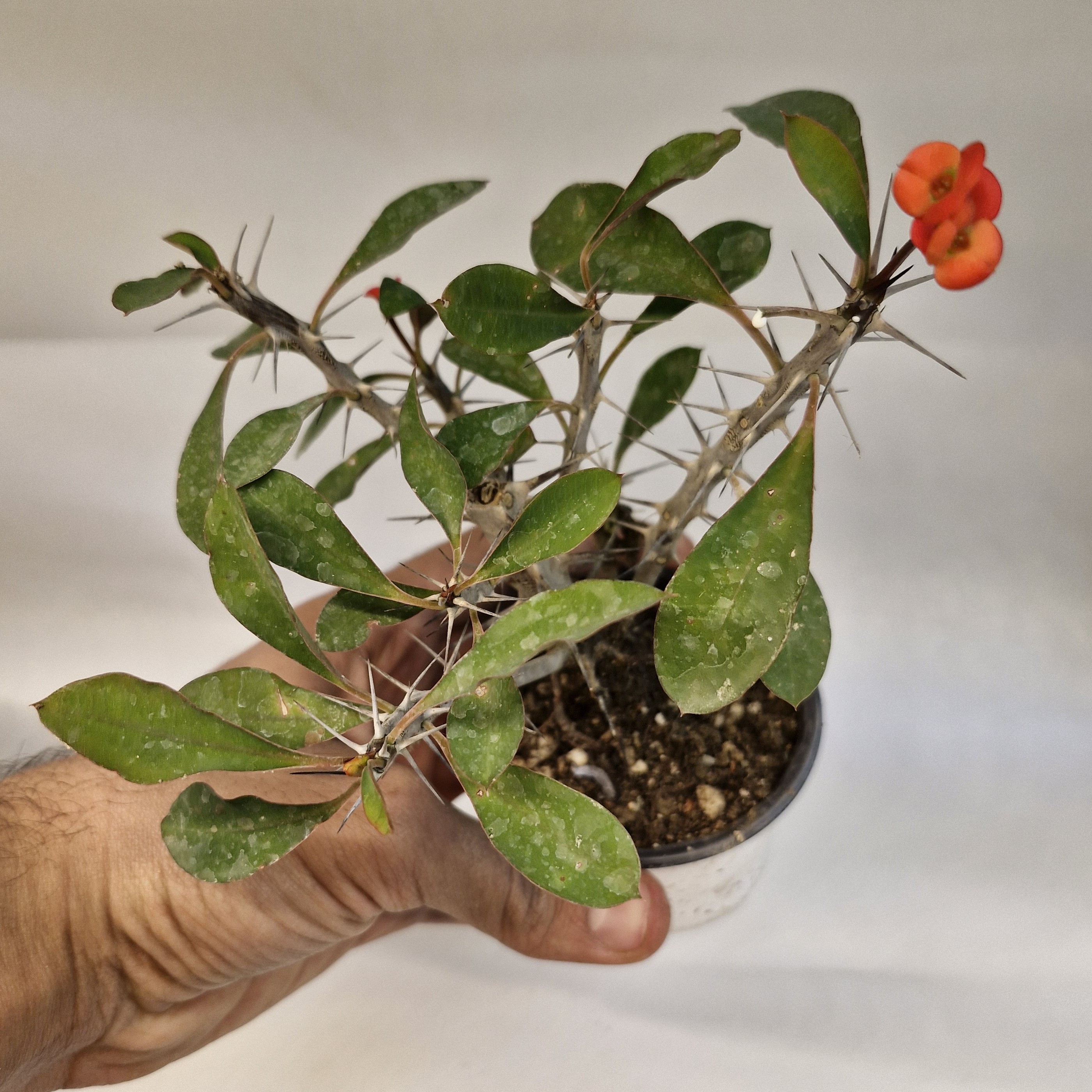 مرجان گل قرمز 