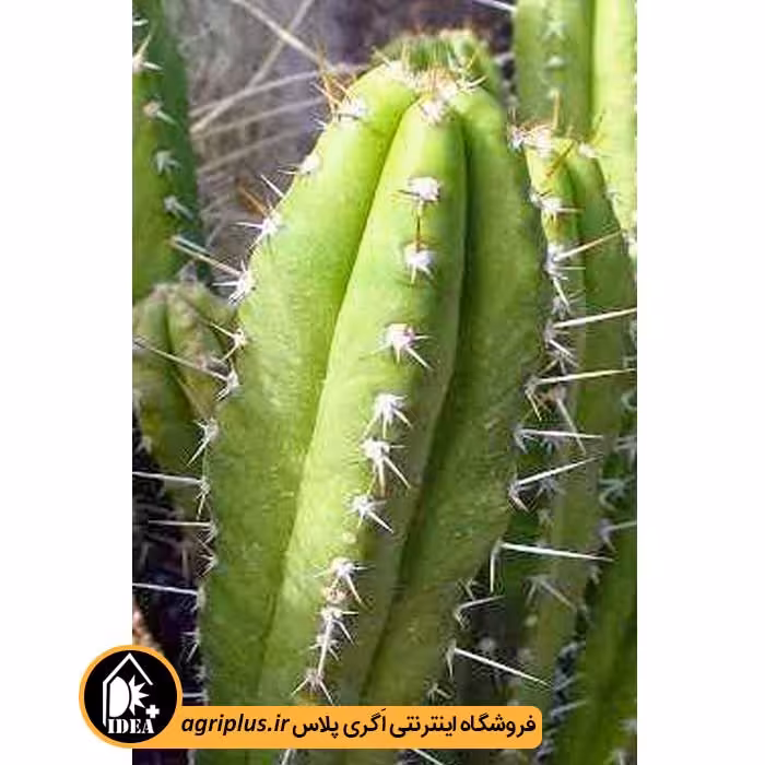 بذر کاکتوس Gymnanthocereus Pilleifer