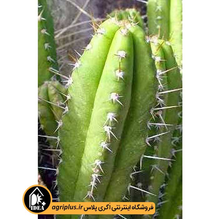 بذر کاکتوس Gymnanthocereus Pilleifer