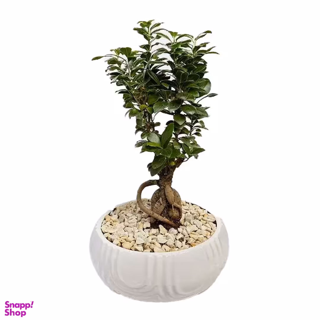 گلدان طبیعی بونسای سایز کوچک