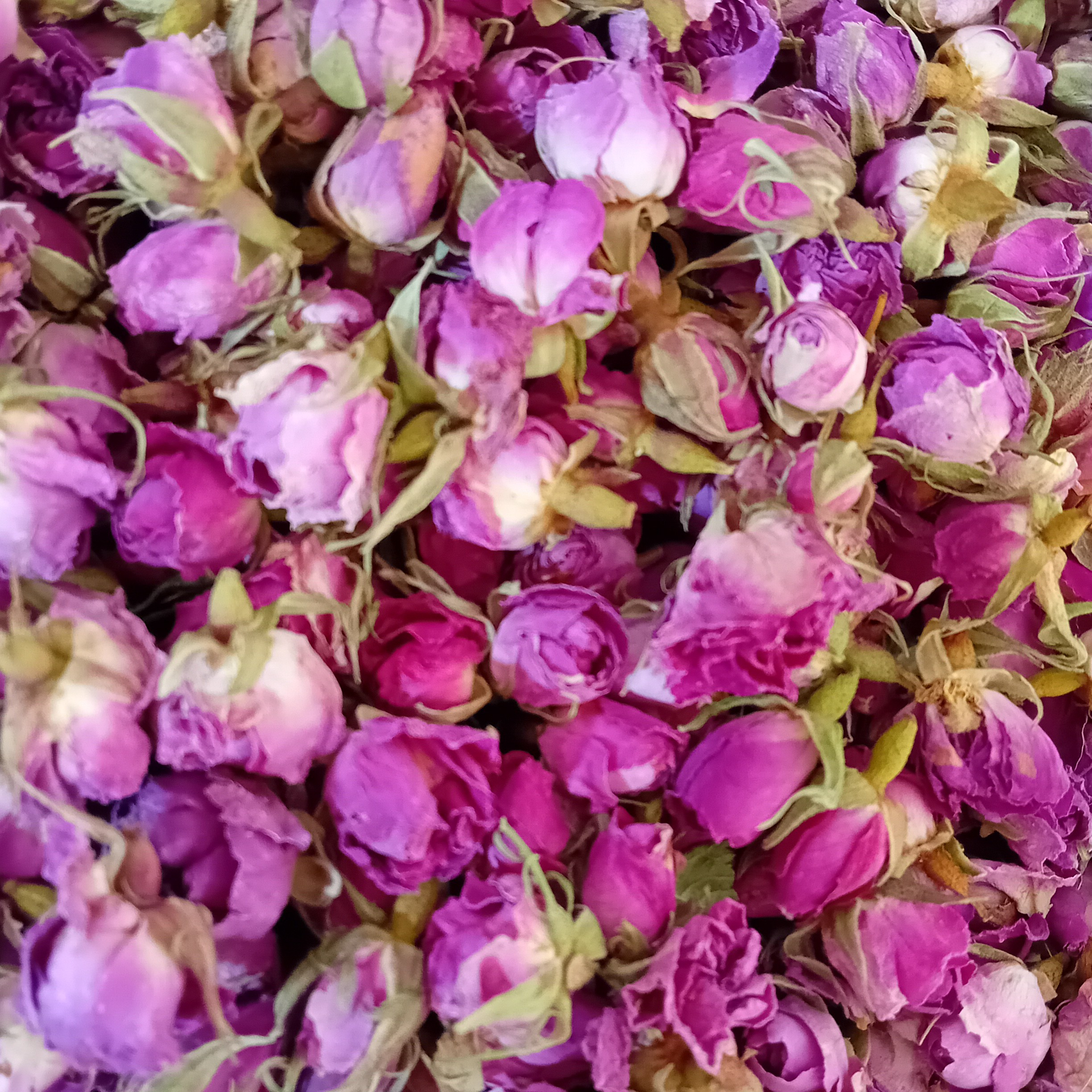 غنچه گل سرخ اعلا داراب شاه غنچه ایران خوش عطر و خوش رنگ 