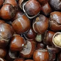 فندق بو داده(ارسال سریع و رایگان اصفهان)