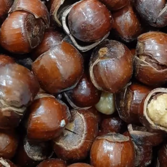 فندق بو داده(ارسال سریع و رایگان اصفهان)