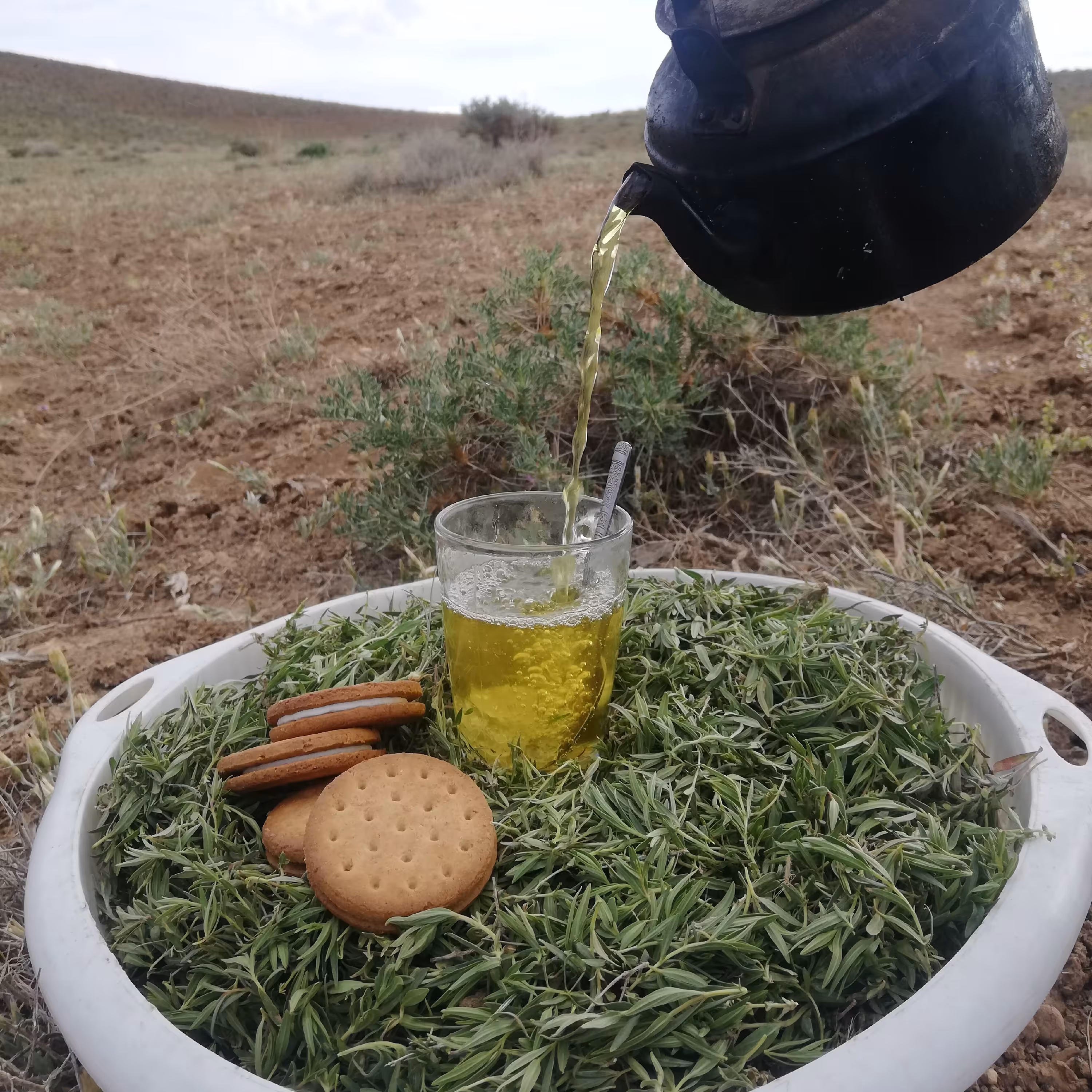 آویشن کوهی تازه (100 گرمی) 