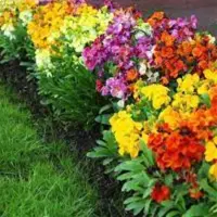 بذر شب بو خیری الوان 40 عددی