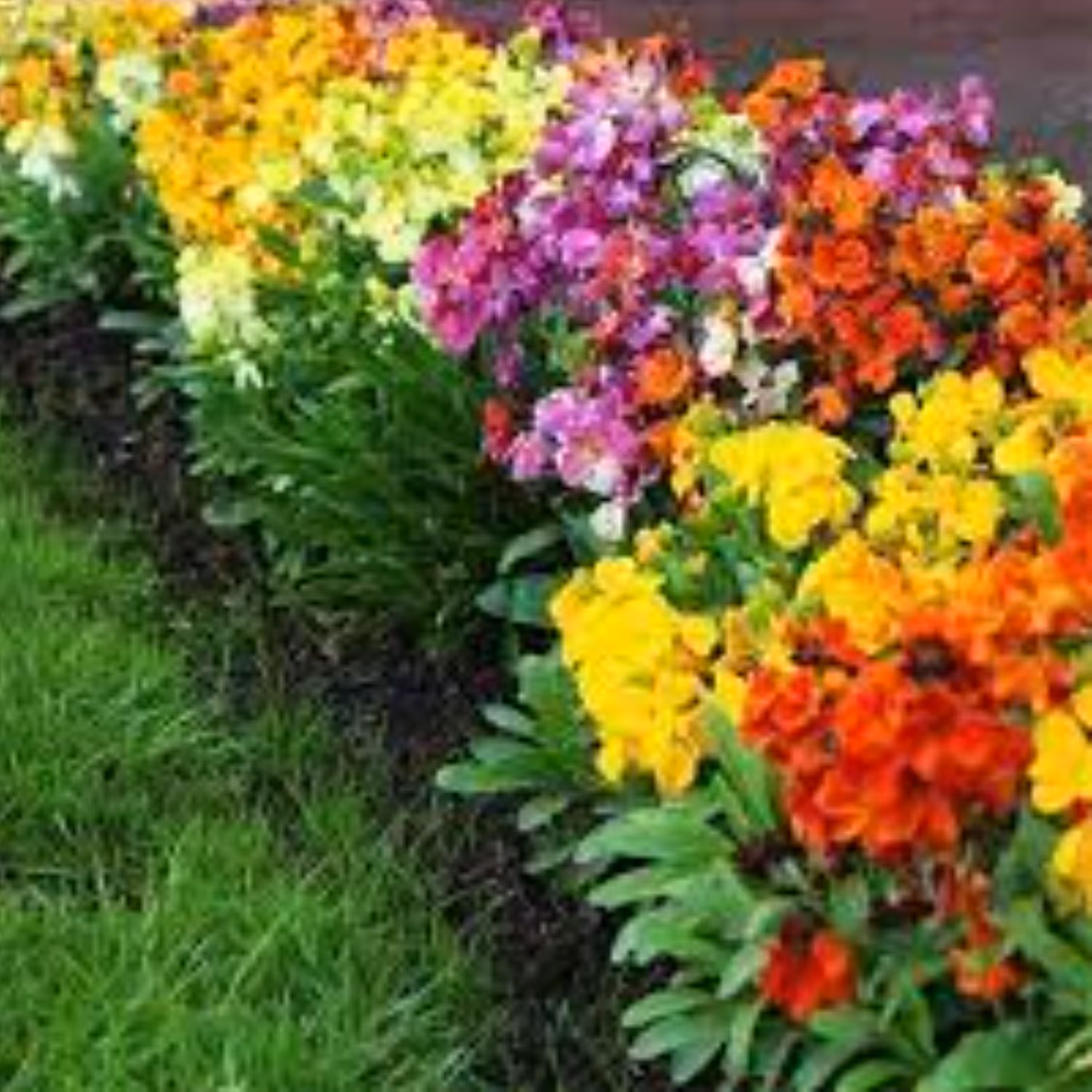 بذر شب بو خیری الوان 40 عددی