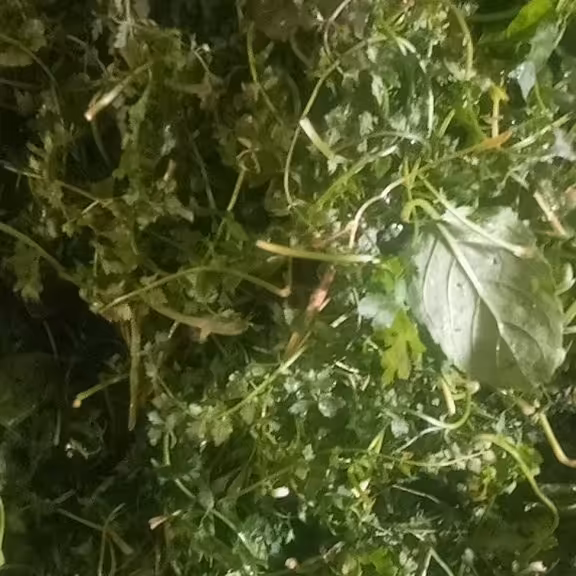 سبزی مرغ ترش همراه باتخم انار وگردو چرخ شده