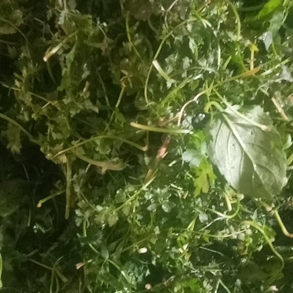 سبزی مرغ ترش همراه باتخم انار وگردو چرخ شده