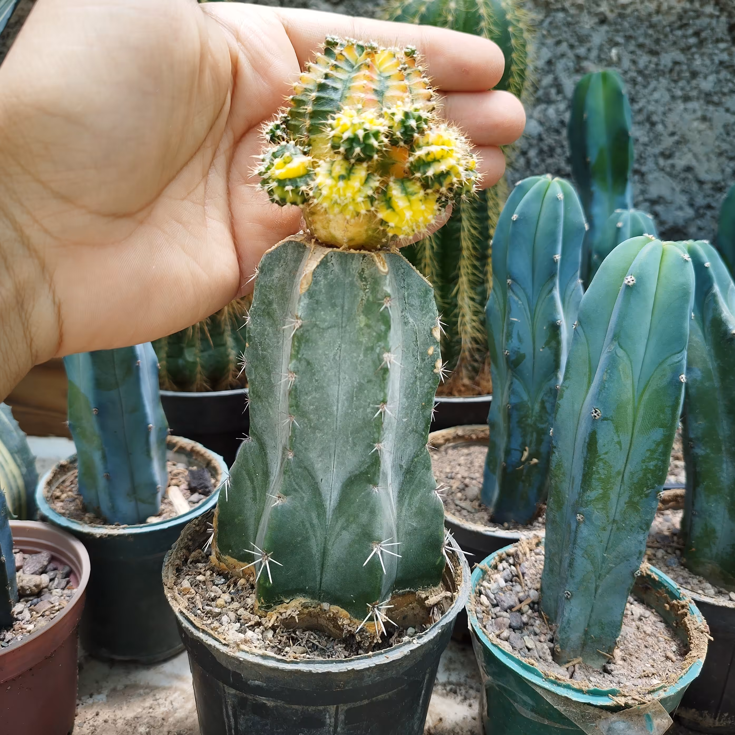 کاکتوس ژمینو هفترنگ پیوندی. سایز گلدان 10 دارای پاجوش