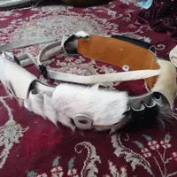 قطار چرم مویی بند حمایل دار  دارای تنظیم اندازه کمر و ارتفاع قدی مخصوص فشنگ ساچمه زنی 
