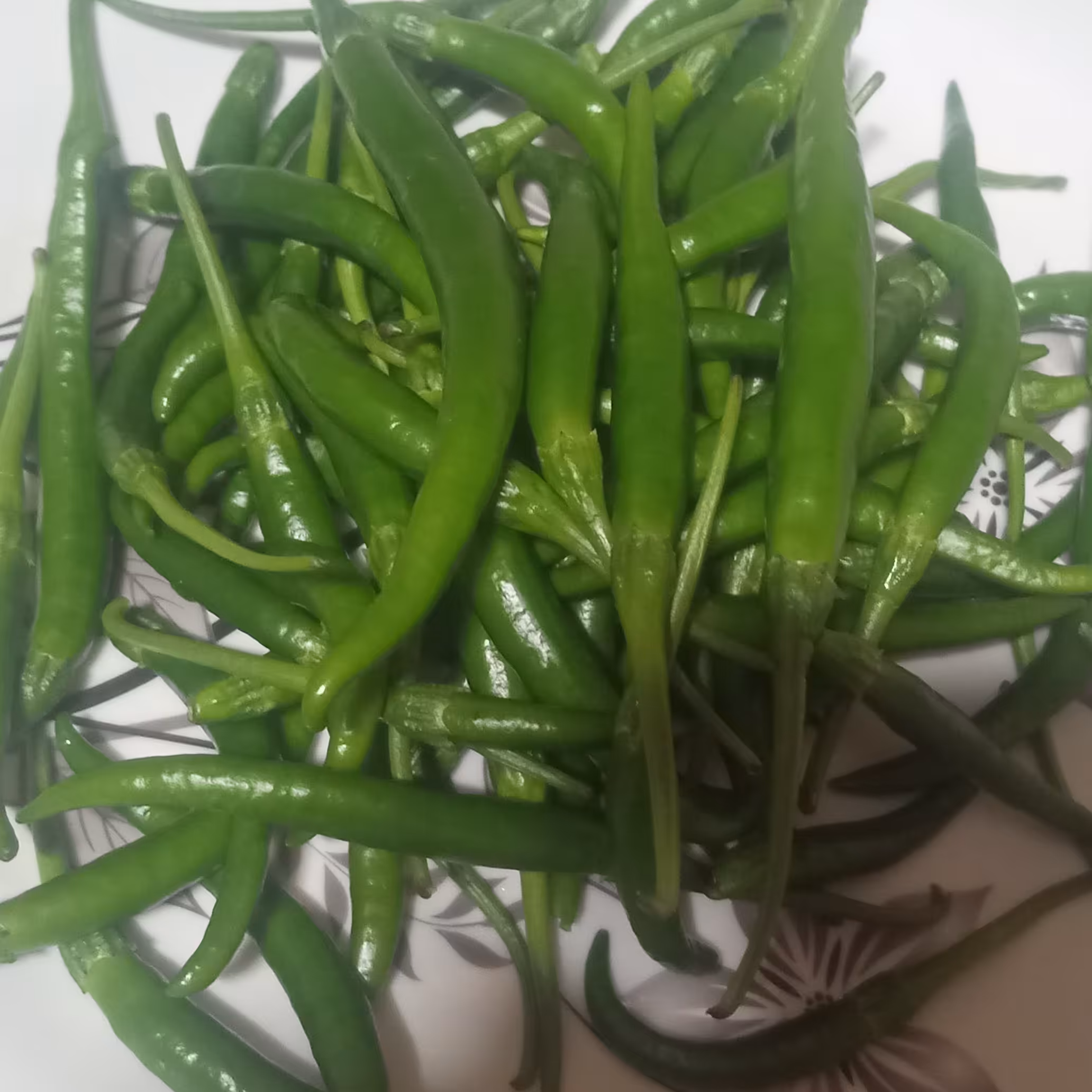 فلفل تازه هرروزدست چین تندواتشی