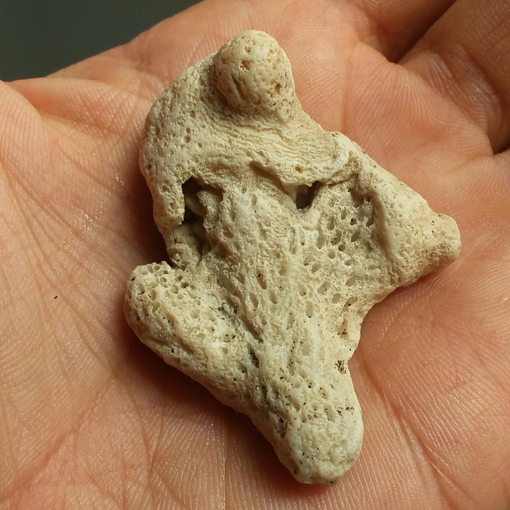 مرجان دریایی محشر دیدنی کاملا طبیعی
مناسب جهت دکور و تزیین
سرشار از خواص
کد10122