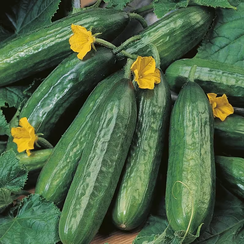 بذر خیار بوته ای بت آلفا