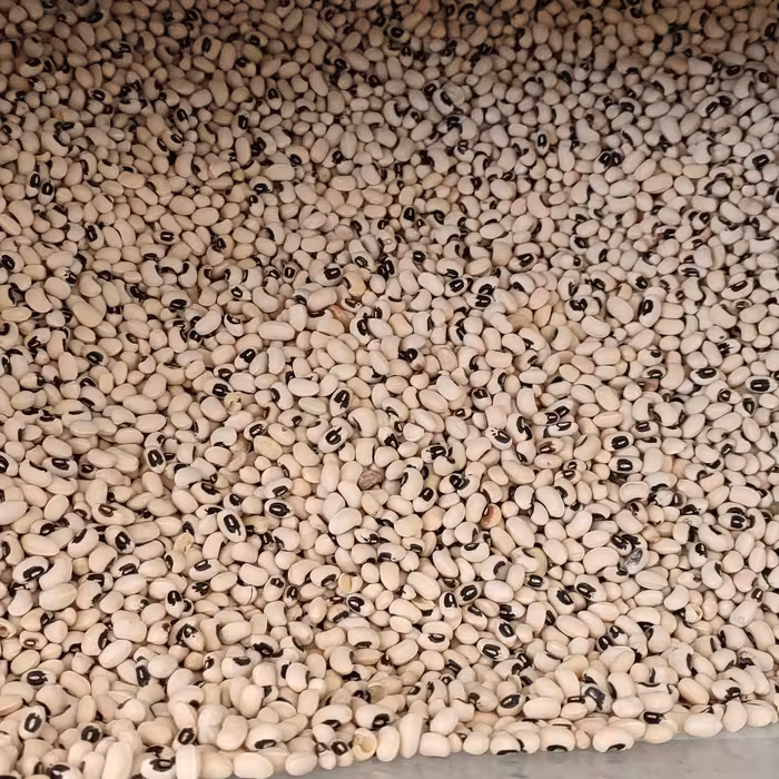 لوبیا چشم بلبلی (یک کیلو)