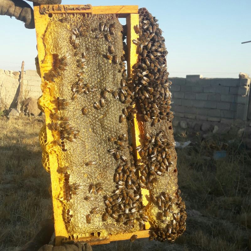 عسل چند گیاه سبلان مستقیم از زنبوردار