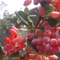 زرشک خشک محصول زعفران سپیده دم شمس( پاسدار)