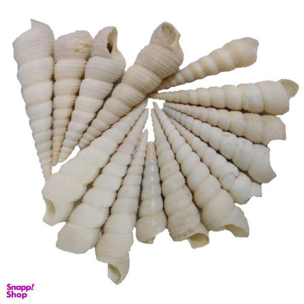 صدف تزیینی مدل a02 بسته 15 عددی