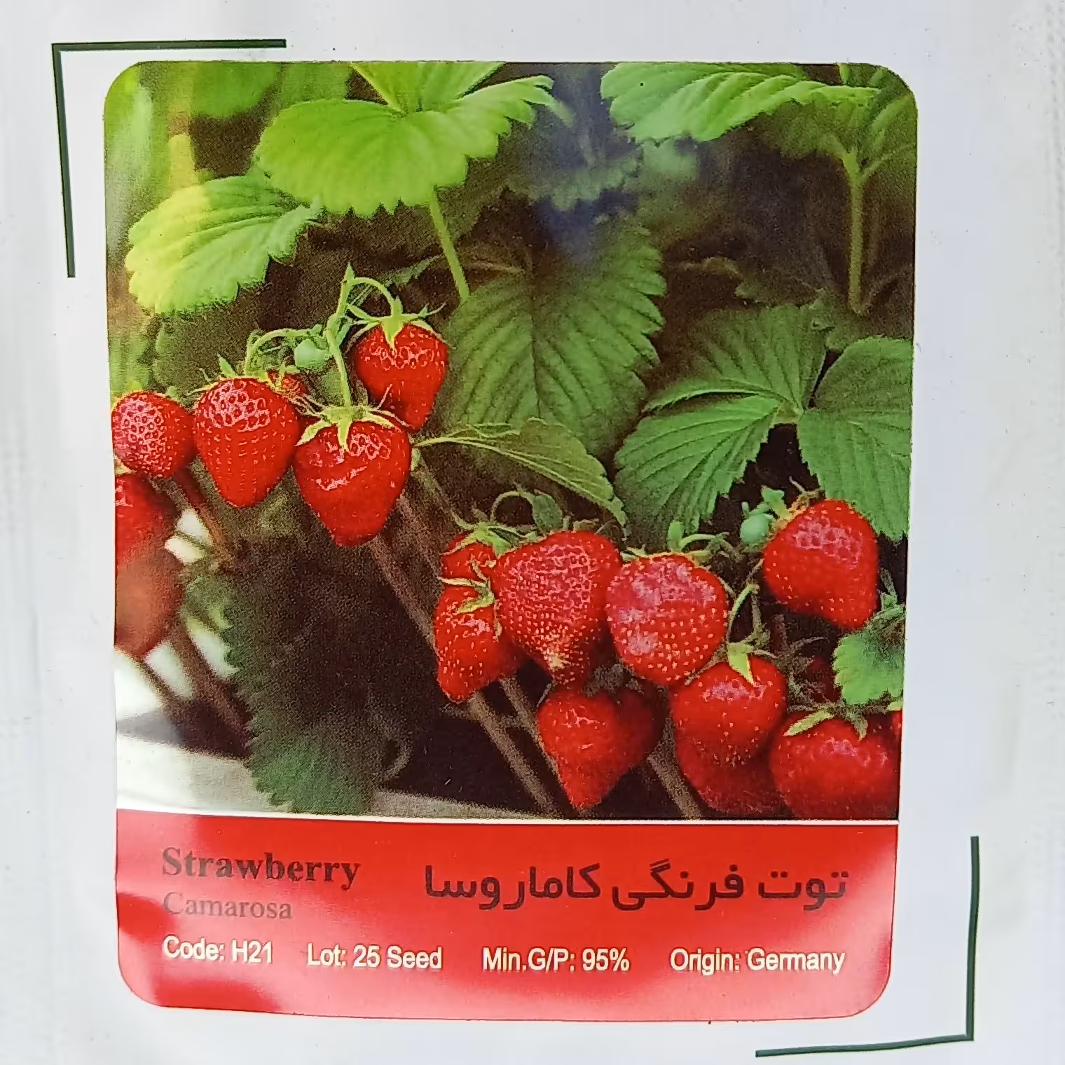 بذر توت فرنگی 