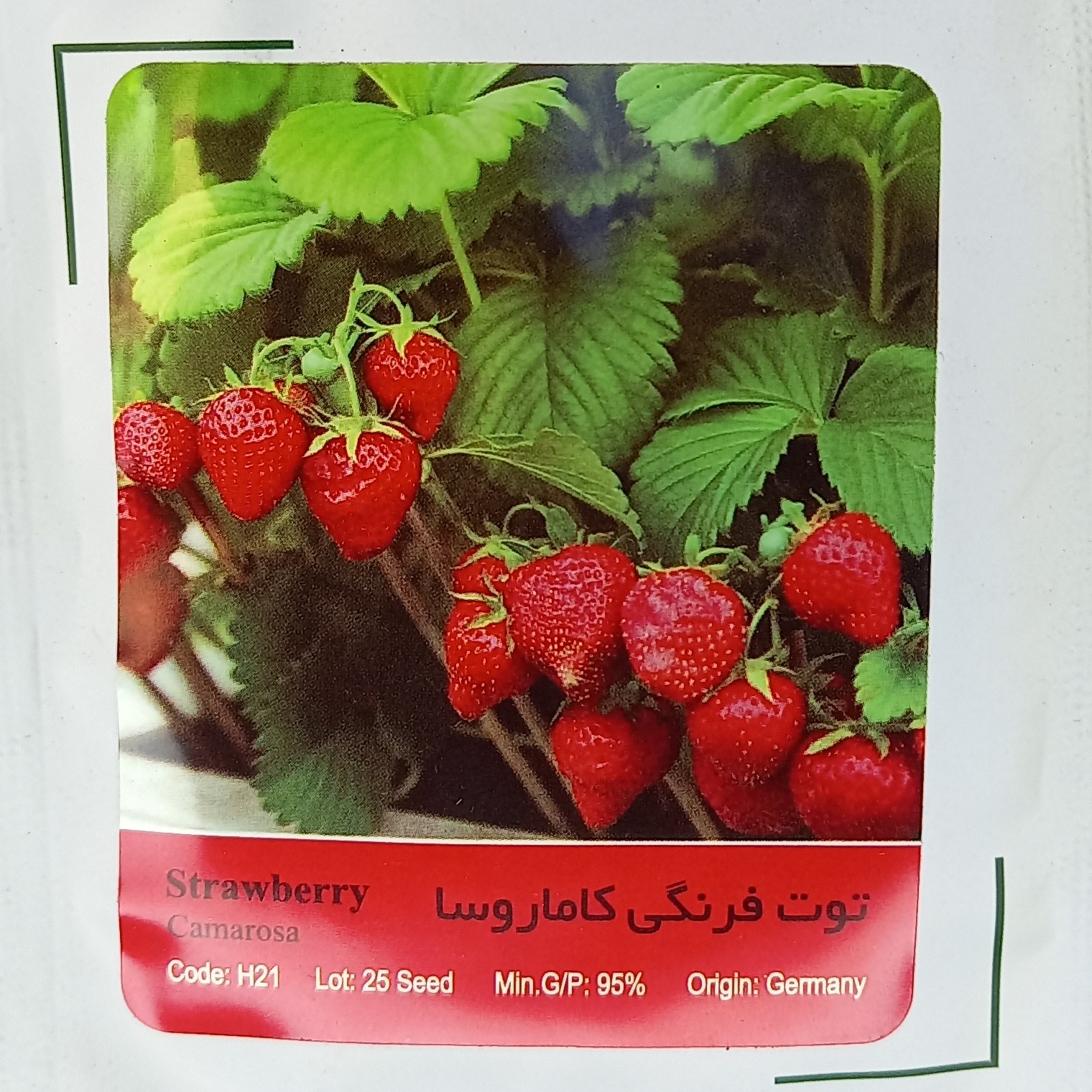 بذر توت فرنگی