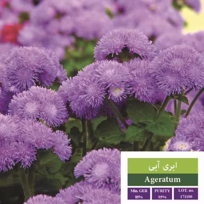 بذر گل ابری آبی بذر طلایی رویان 