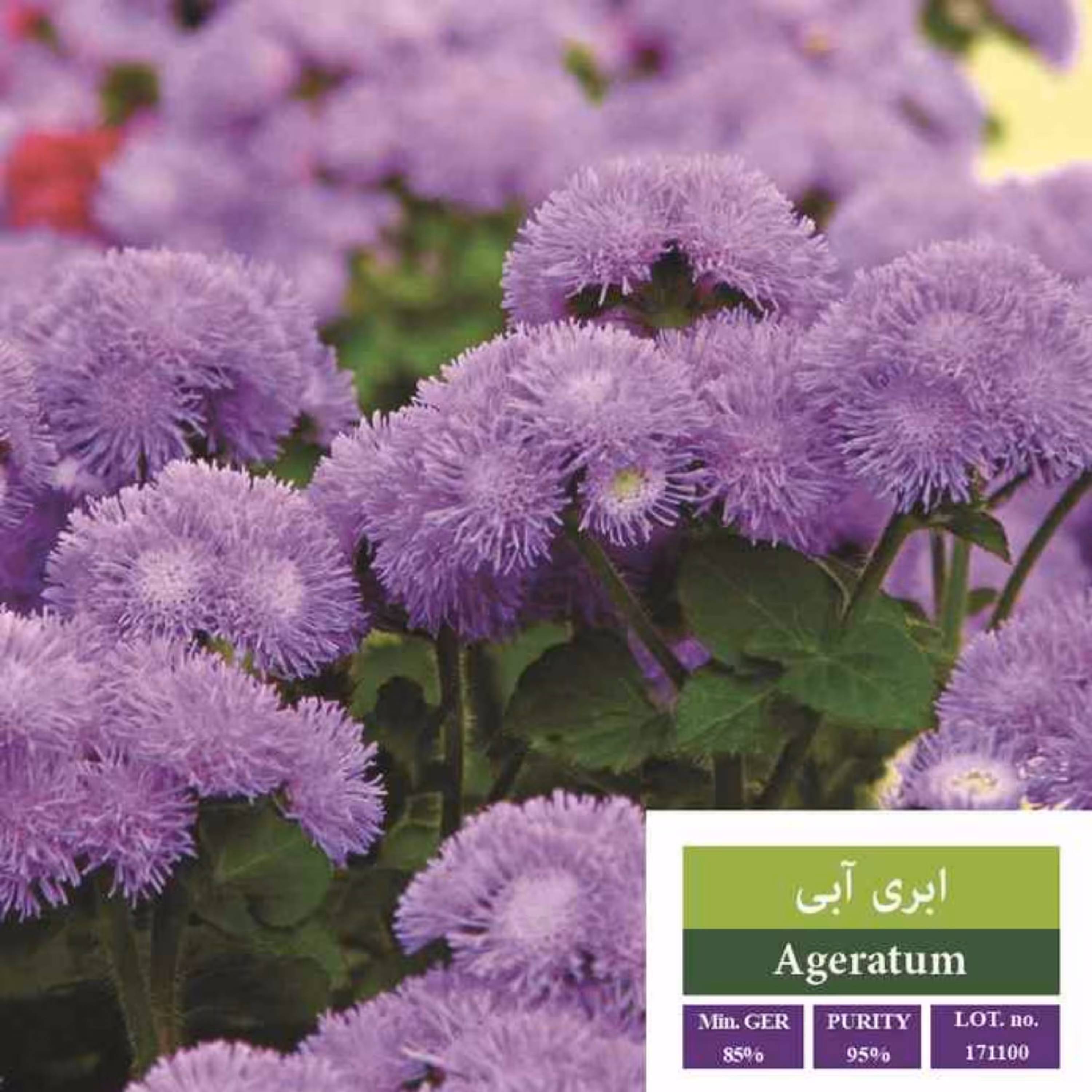 بذر گل ابری آبی بذر طلایی رویان 