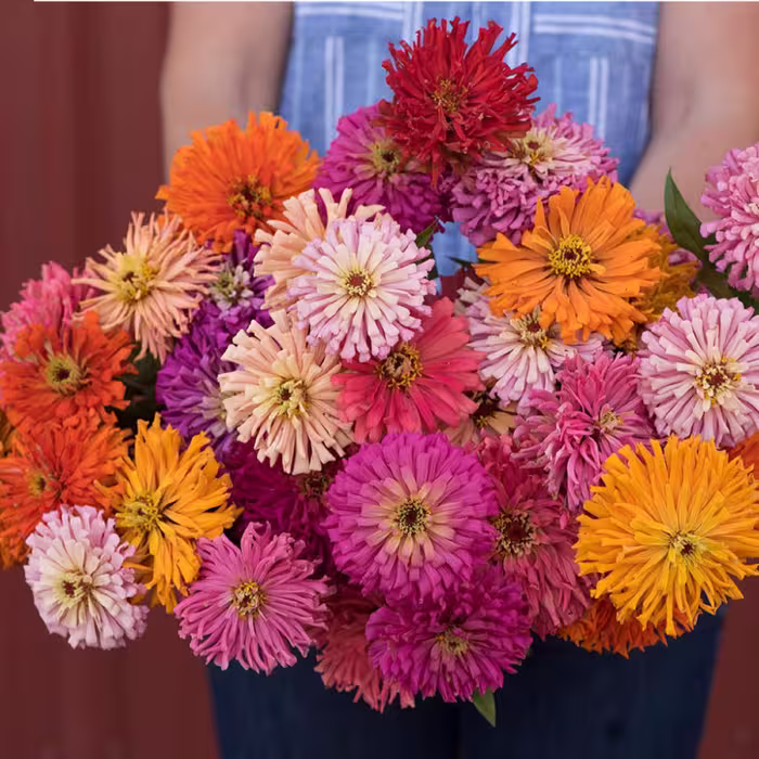 بذر گل آهار کاکتوس 20 عددی 