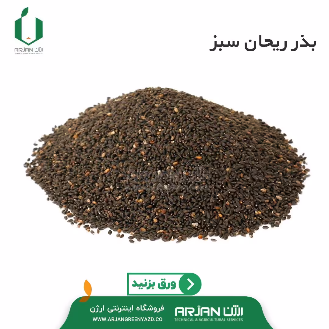 بذر ریحان سبز ( کاملا بوجاری شده ) پا بلند ایرانی 