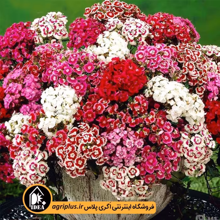 بذر گل قرنفل