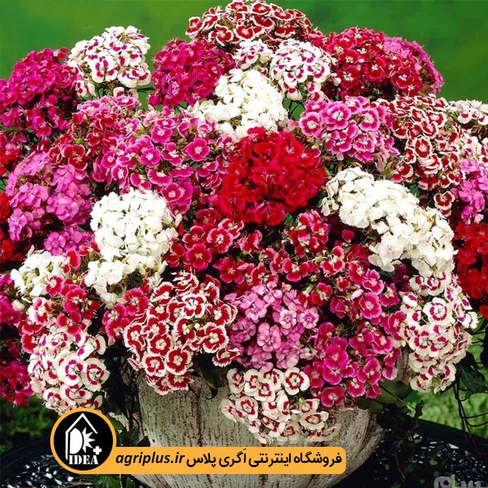 بذر گل قرنفل