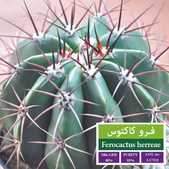 فرو کاکتوس - بذر طلایی رویان