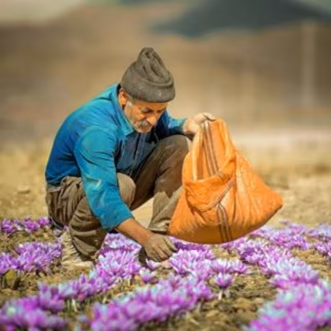 زعفران شکسته نگین