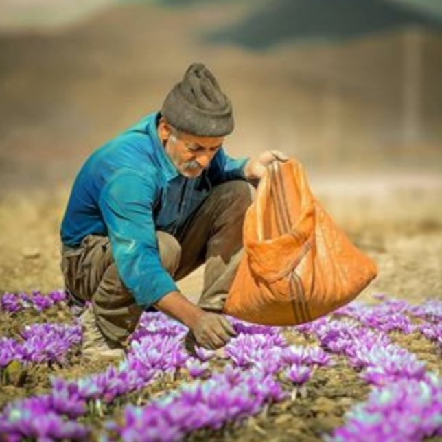 زعفران شکسته نگین