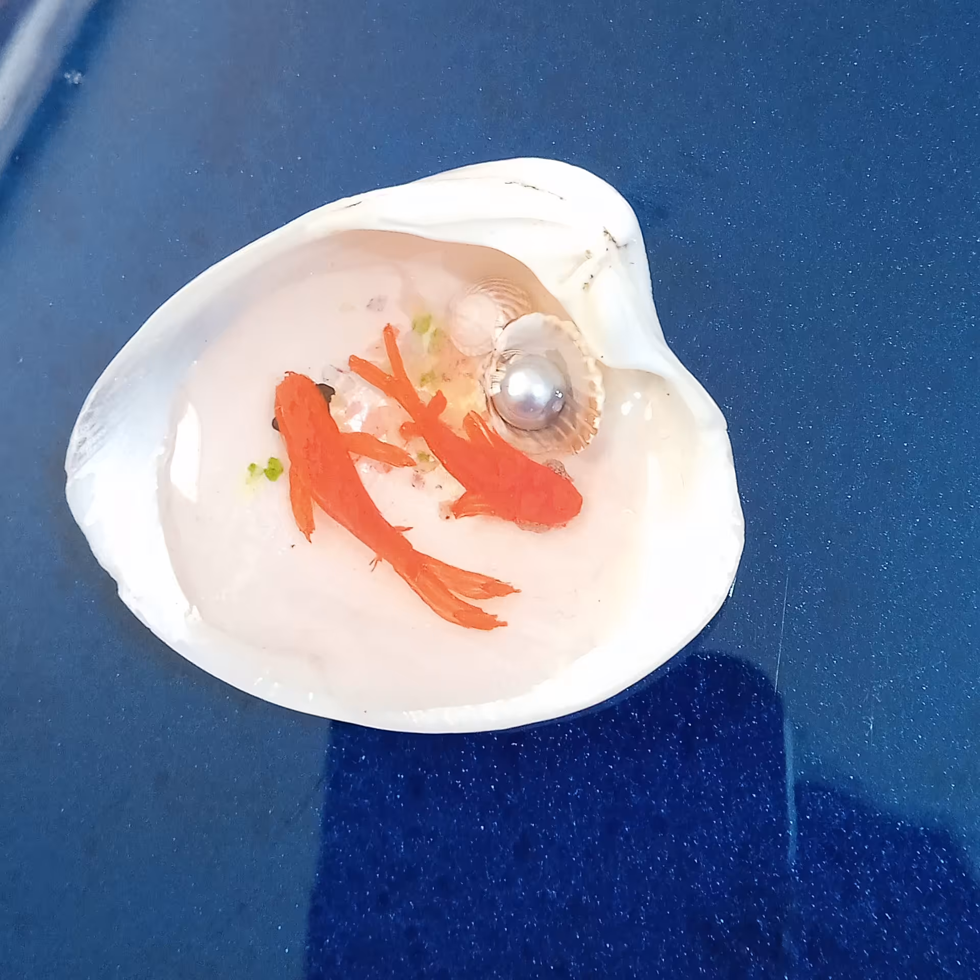 صدف با نقاشی ماهی 