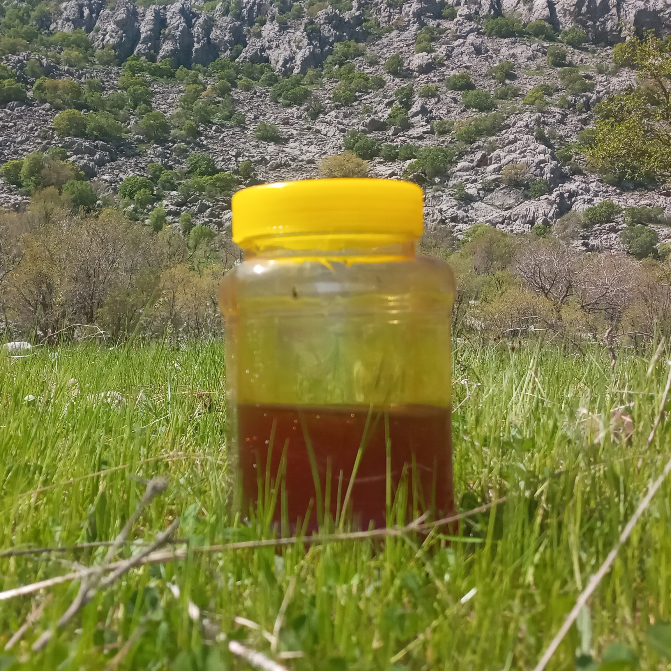 عسل طبیعی چندگیاه منطقه کوسالان کردستان