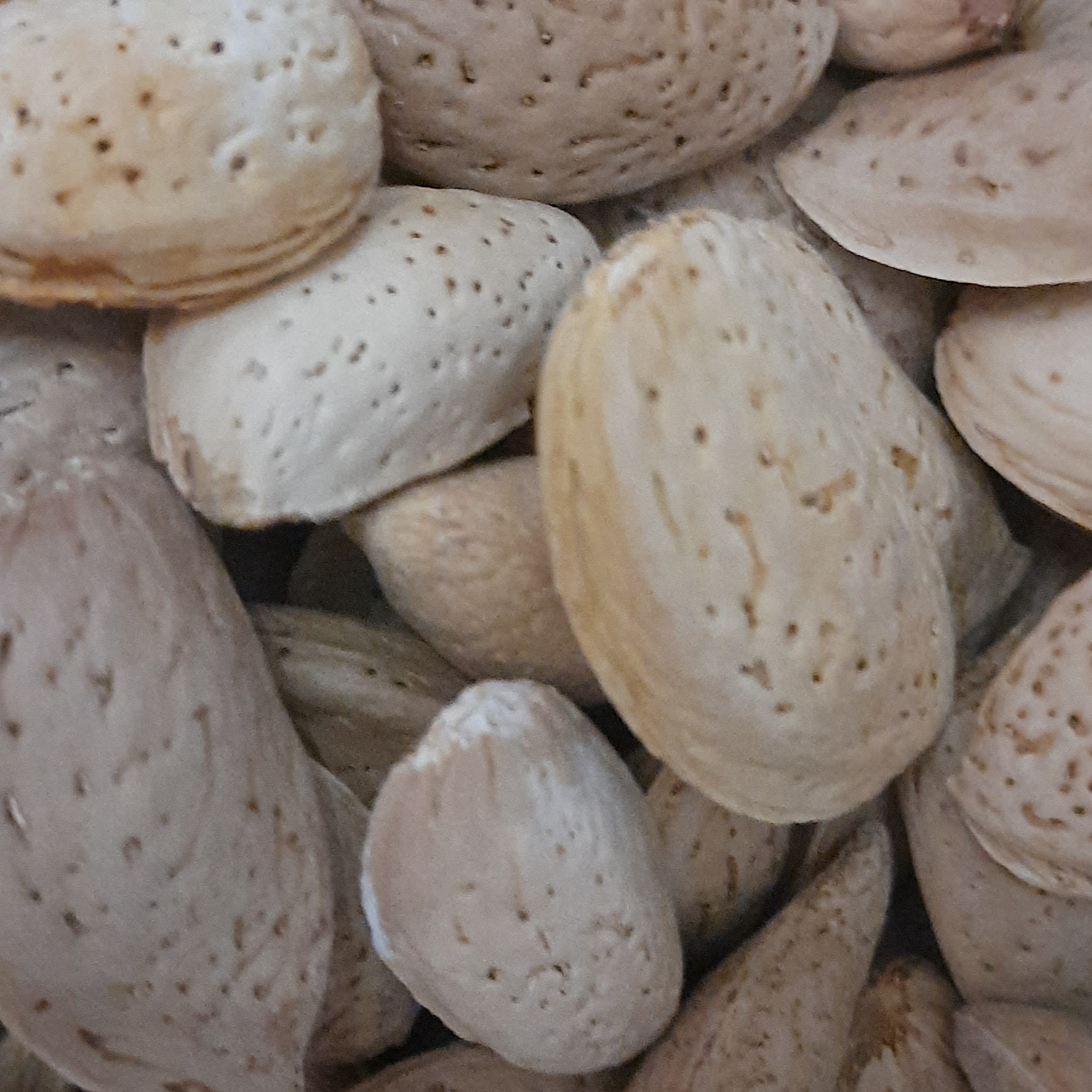 بادام پوست تازه 500 گرمی