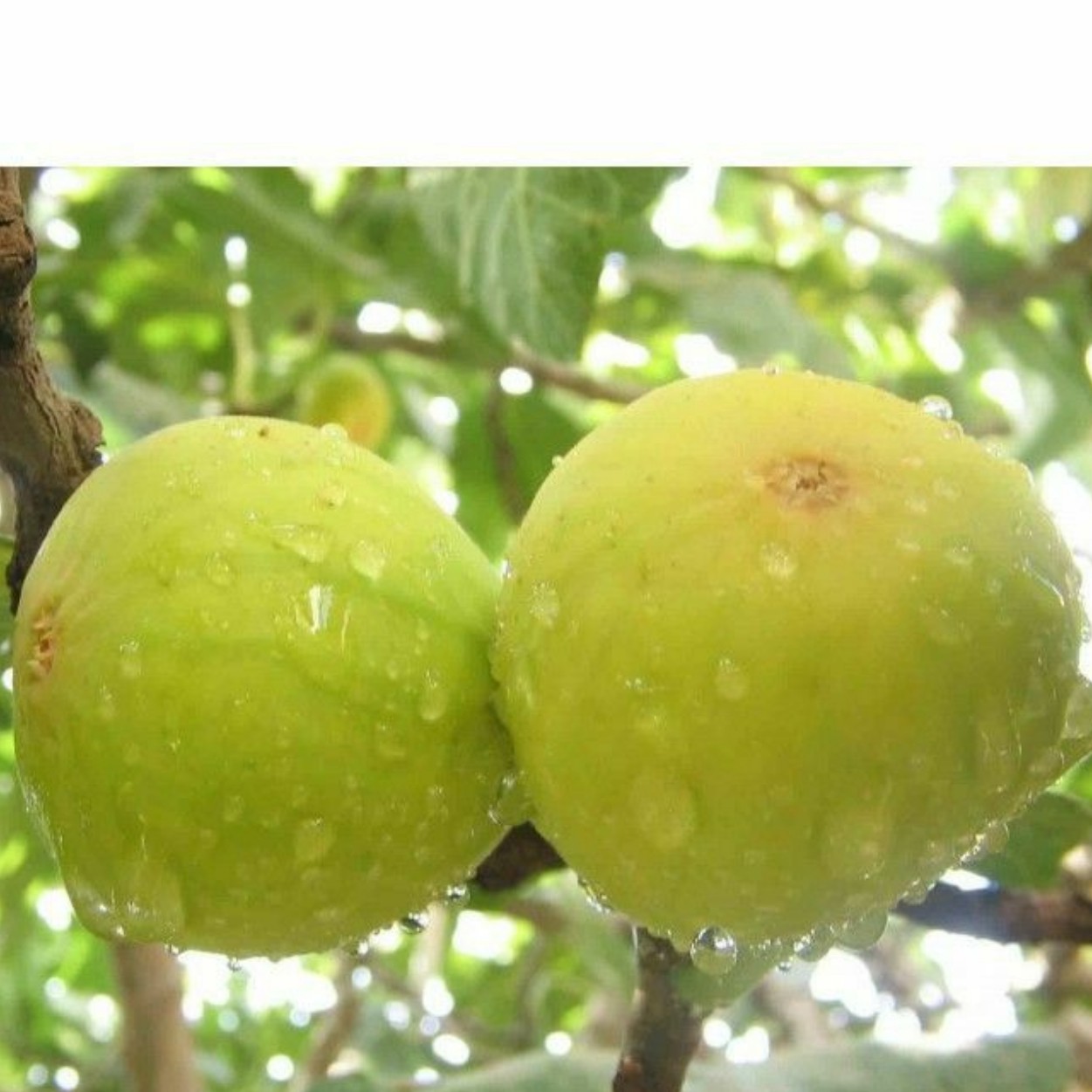 نهال انجیر سفید ترکیه 2 ساله