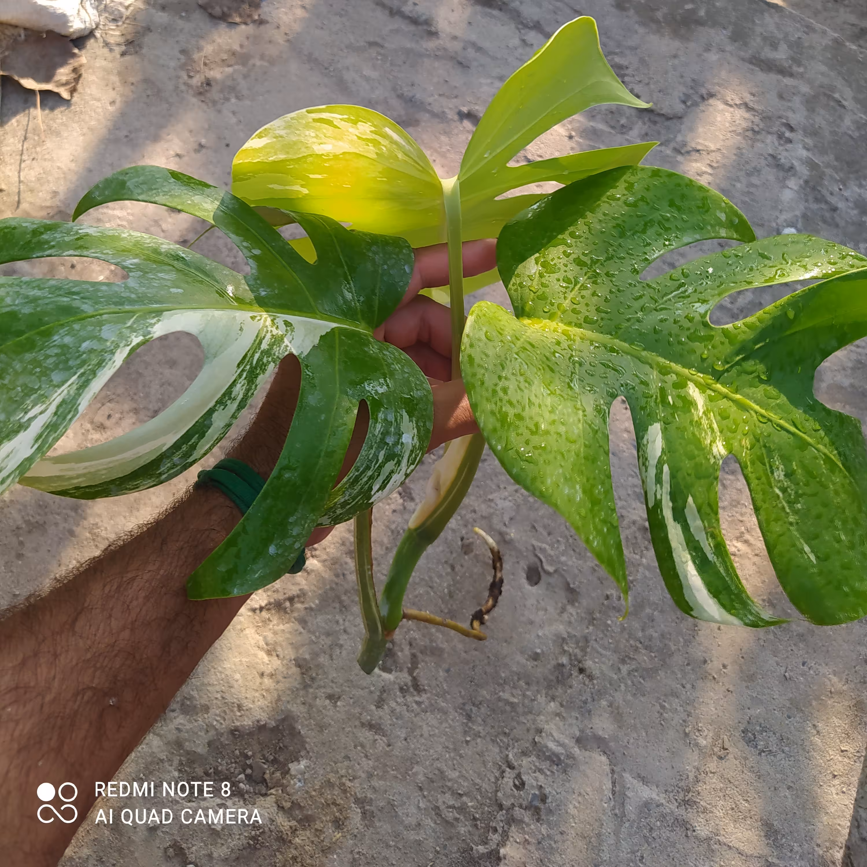 انجیری ابلق