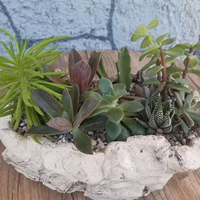 دیش گاردن باگلدان سنگی