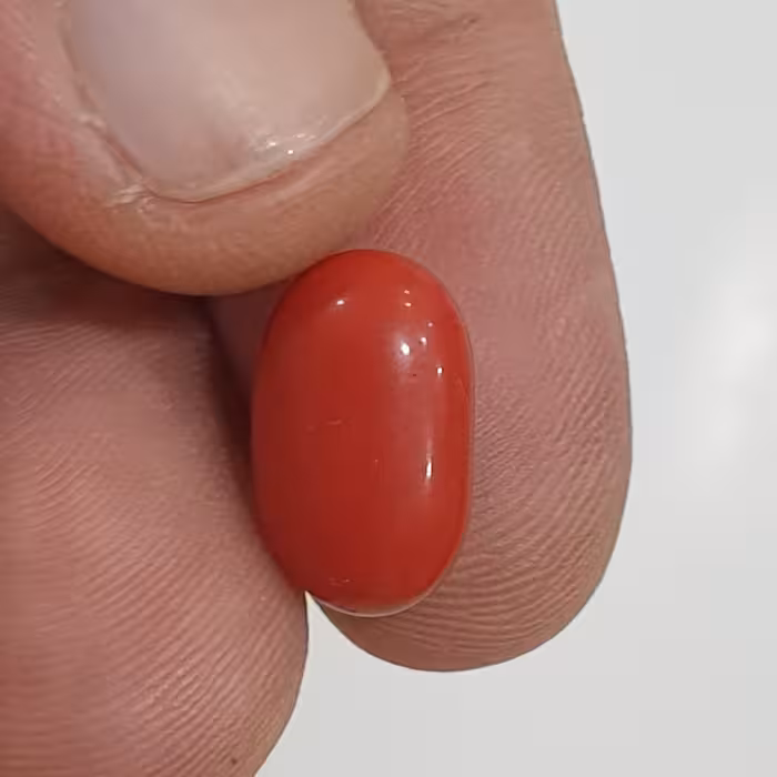 دو عدد نگین مرجان طبیعی دریایی