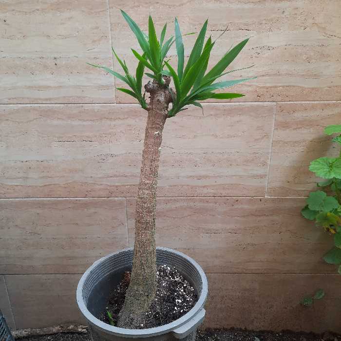 تنه یوکا قوی سطل نیمه زباله ، هزینه ی ارسال به عهده ی مشتری عزیز (پس کرایه)