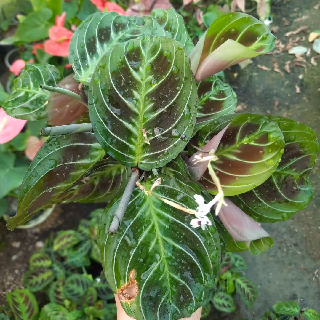 مارانتا طاووسی سبز