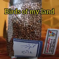 تخم ترب 150گرم بلژیکی  مخصوص پرنده