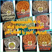 بادام زمینی روکشدار با طعم های مختلف یک کیلوگرمی