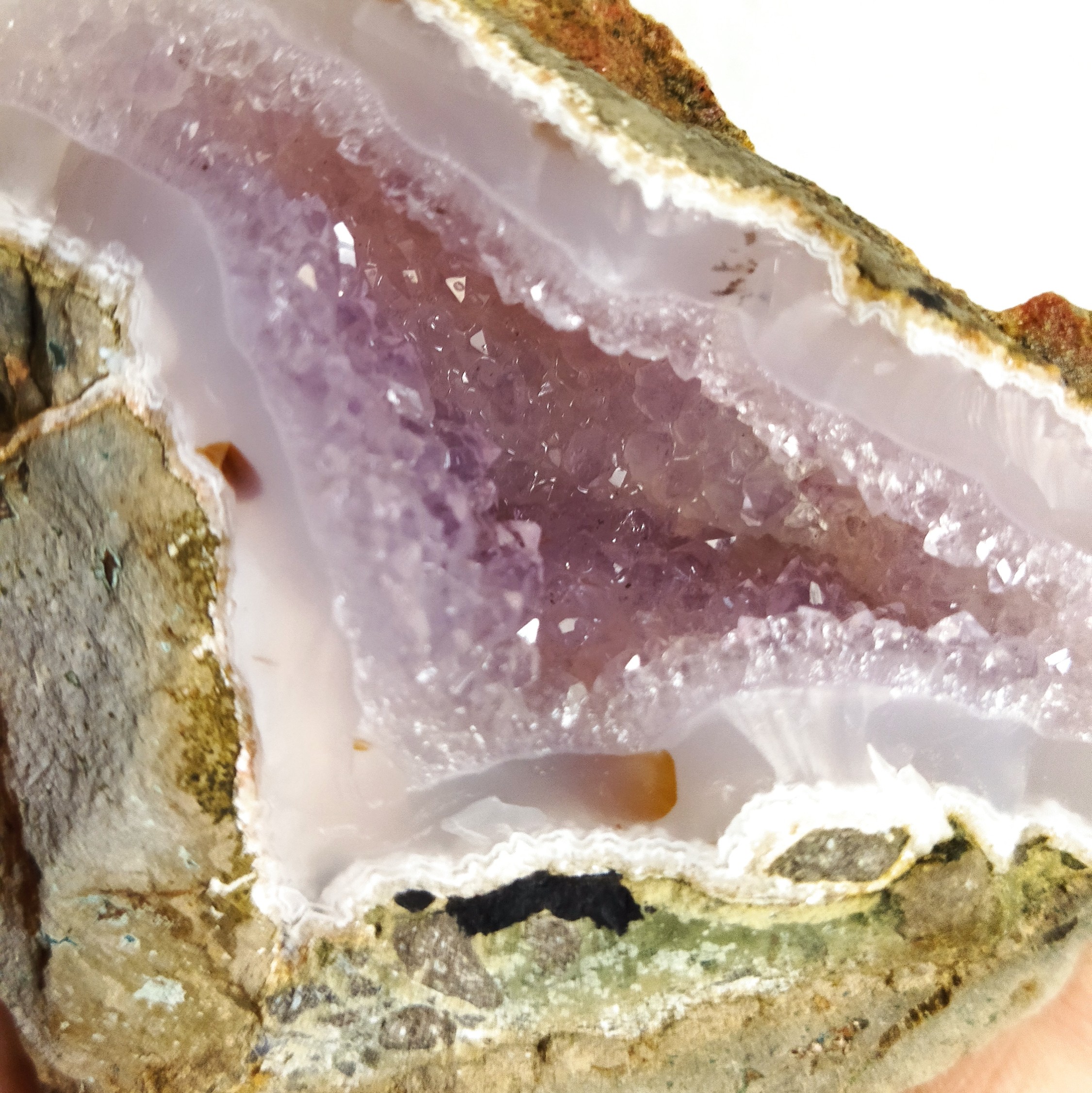 راف امیتیست .