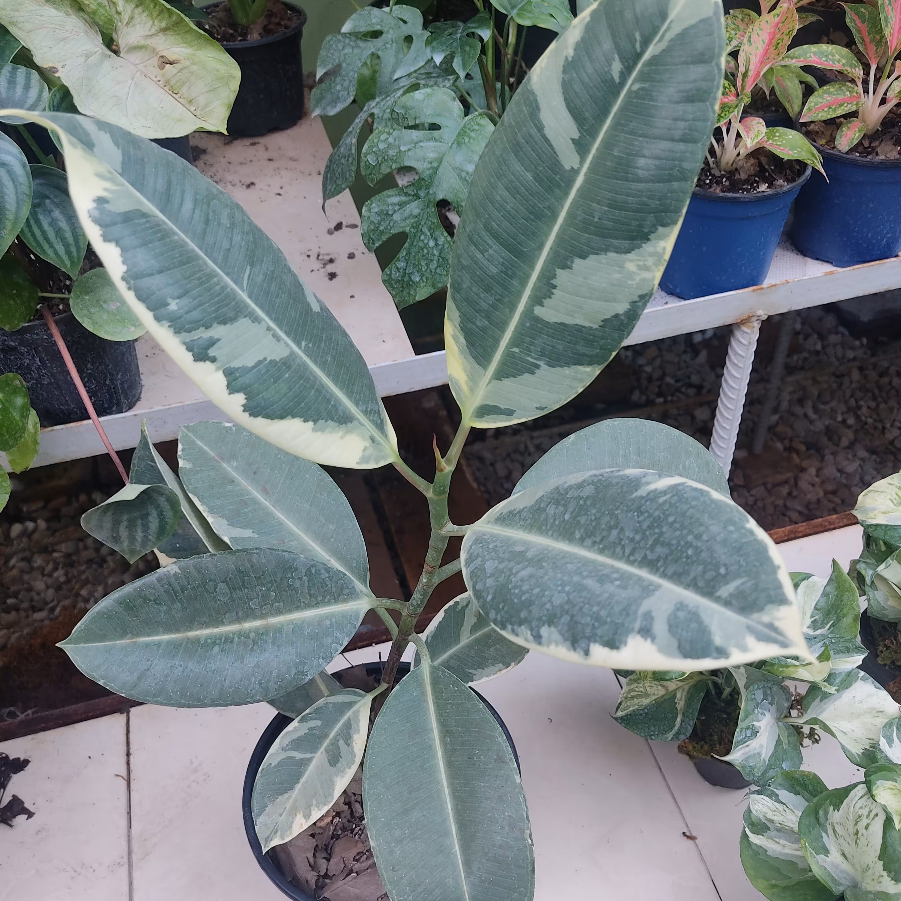 فیکوس ابلق سطل 3